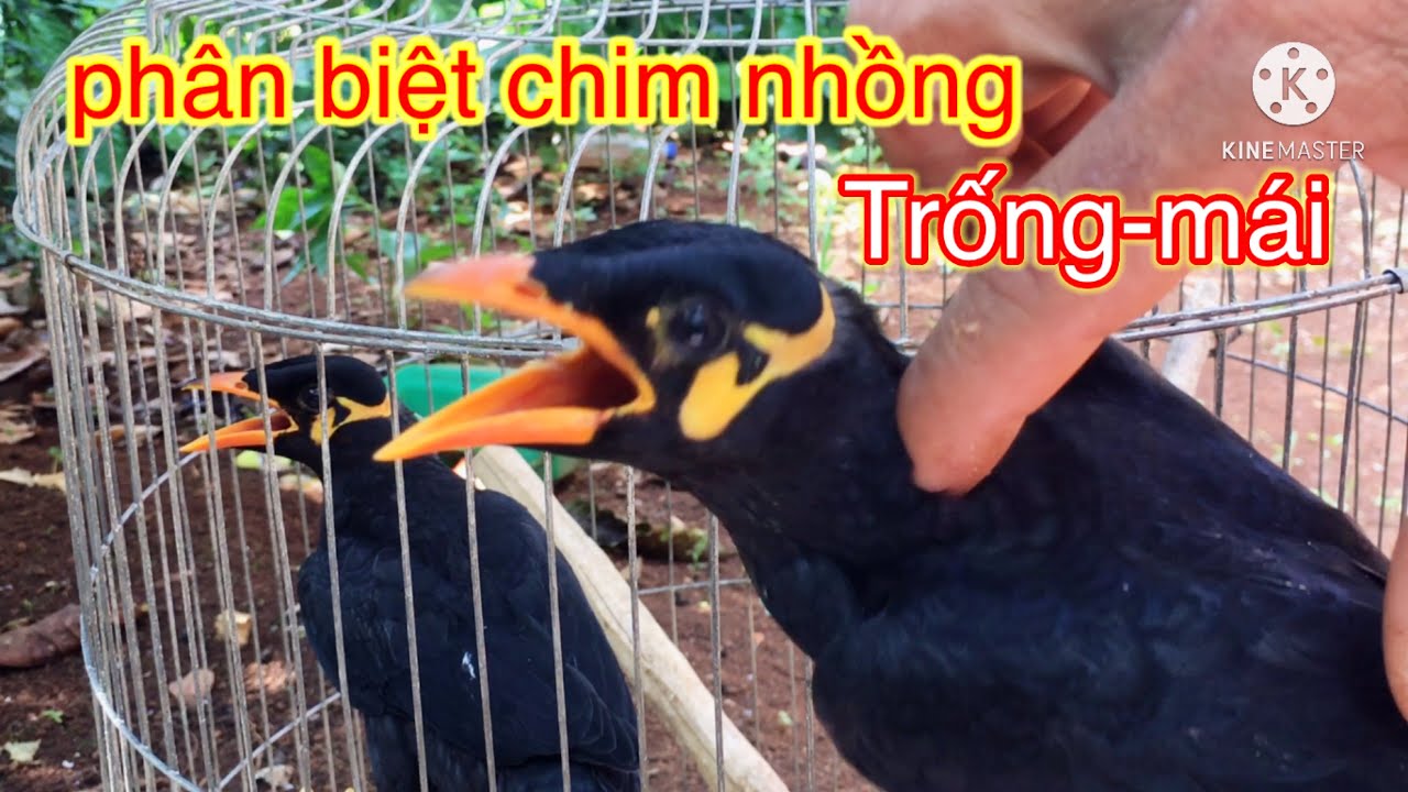 chim biết nói✅cách phân biệt chim nhồng trống-mái✅chim nhồng non #chimnhongvietnam