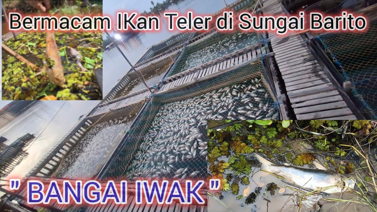 Berburu Ikan di Sungai Barito | Semua Jenis Ikan Banyak yang Tepar 