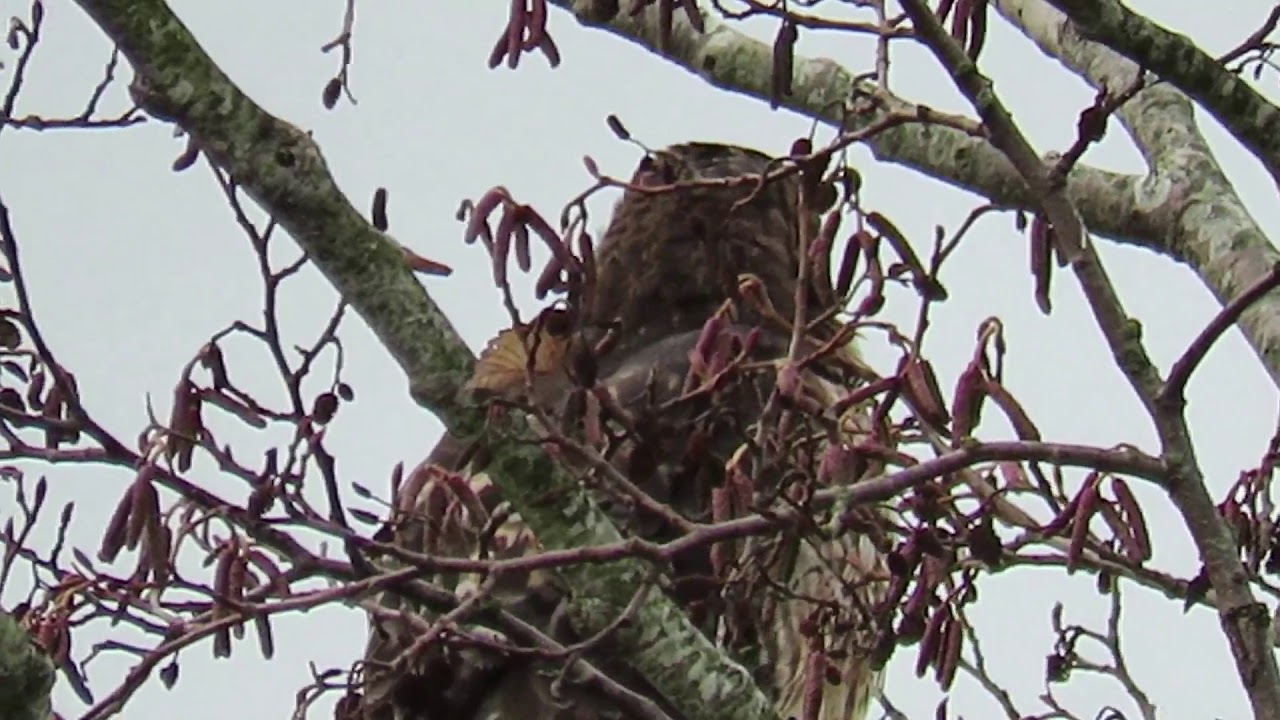 Red tail hawk screaming