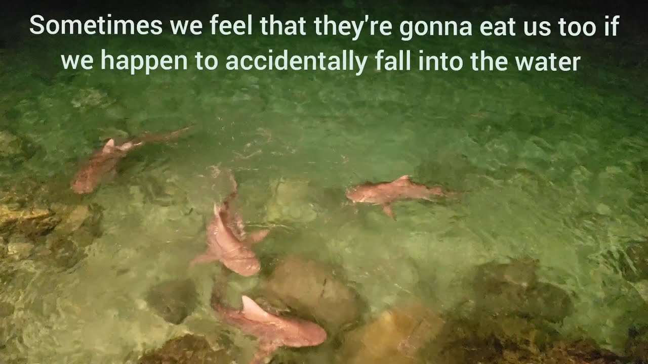 Shark Feeding at Pier 1 Freeport Bahamas