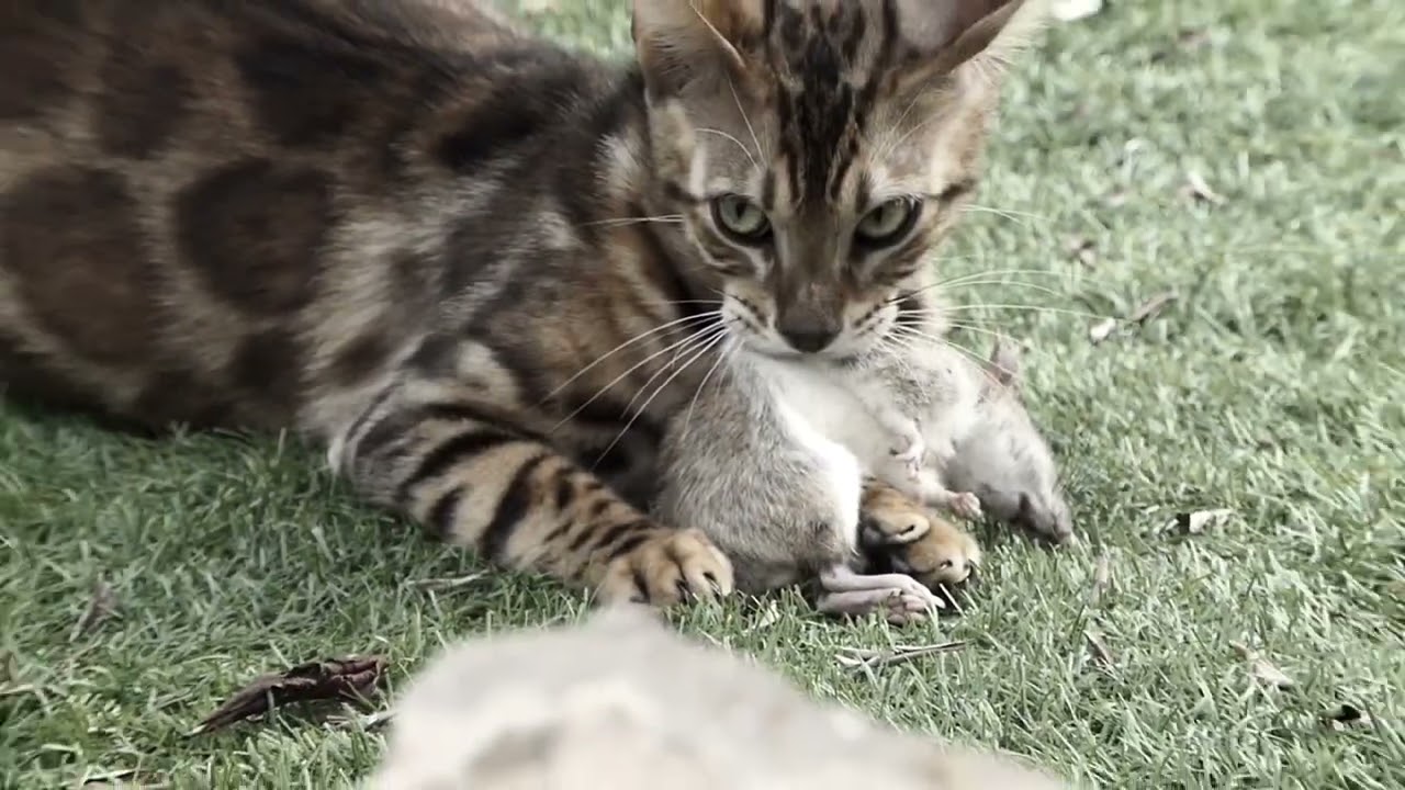 Bengalen sind tolle Jäger! Kleine Raubtiere!