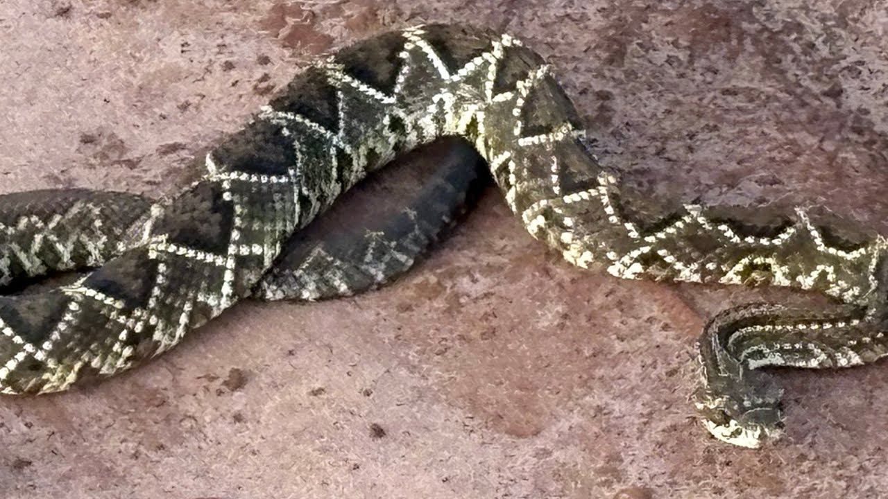 PESCA DE TRAÍRAS E MONSTRA TAVA TUDO ALVOROÇADA E PERIGO😱!!!