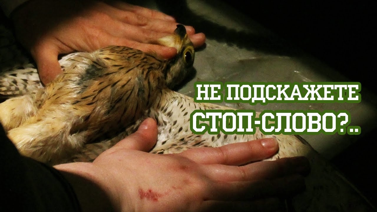 Сорочьи дети, ласточка, клест, воробей и пустельга на приеме у доктора