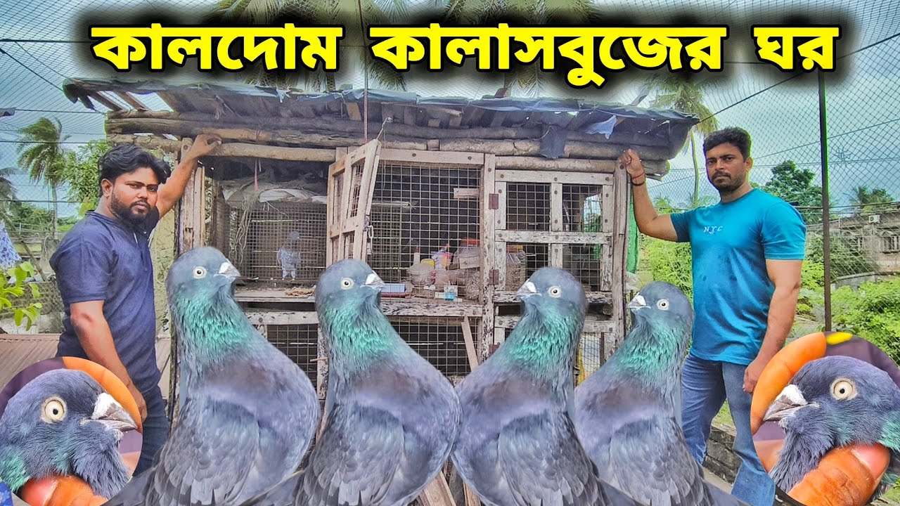 কালাসবুজ কালদোম পায়রার লফ্ট।KALDOM KABUTOR SALE।মিন্টু দার পায়রা বিক্রয়।@pigeonsloverrj9600 