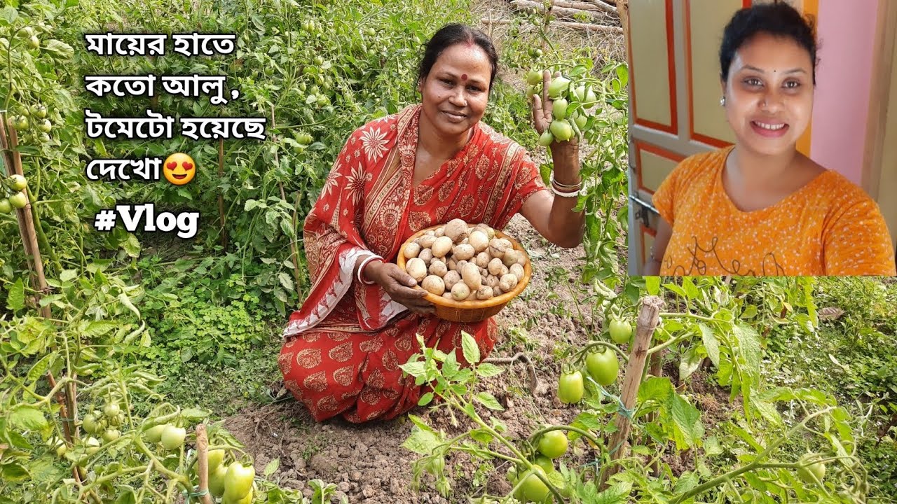 মায়ের হাতে কতো আলু , টমেটো হয়েছে দেখো 😍 খুব খুশি মা #bengalivlog 