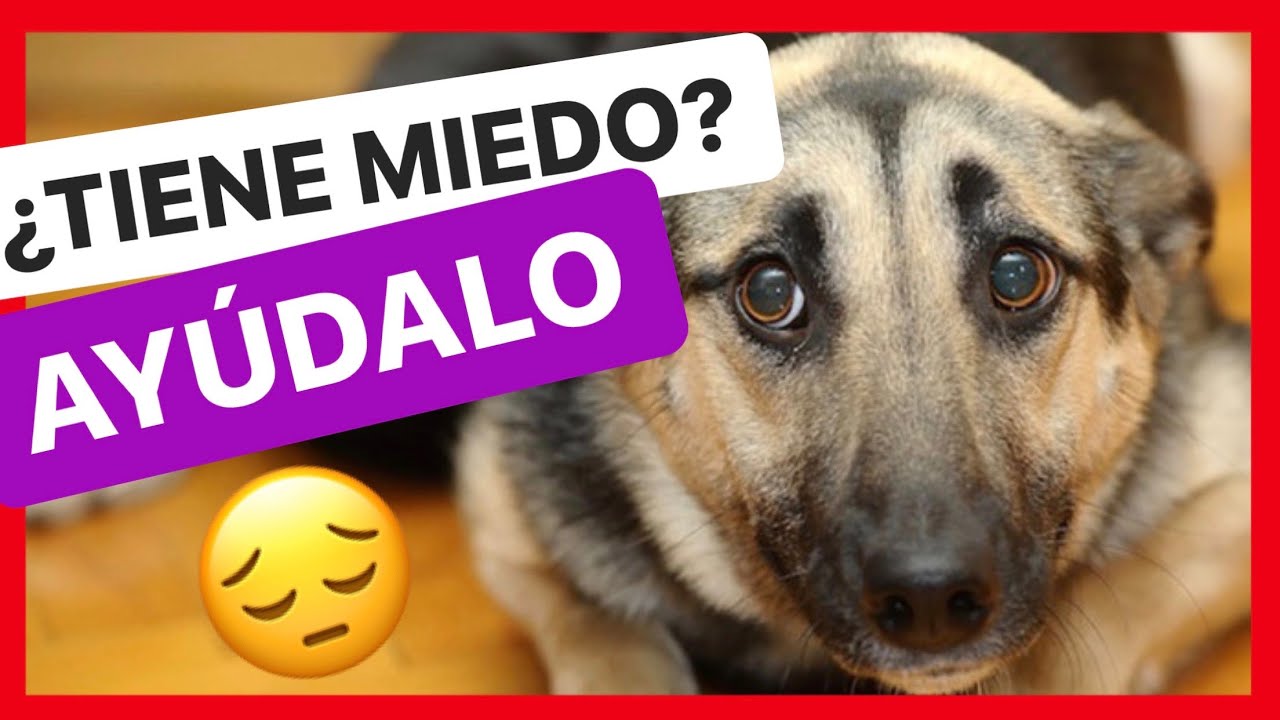 ¿CÓMO consigo que mi PERRO NO tenga MIEDO? 🟢(SOLUCIÓN 100% EFECTIVA) 🙌