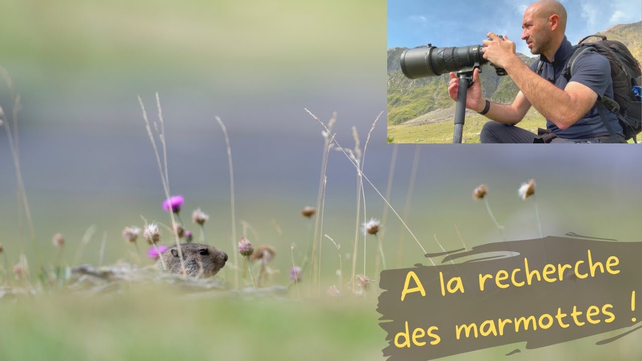 A la recherche des marmottes !
