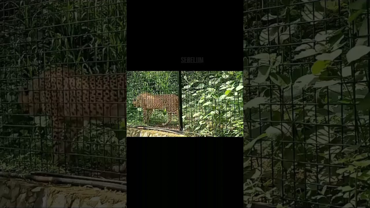 detik detik lembang park zoo diterjang banjir !!!