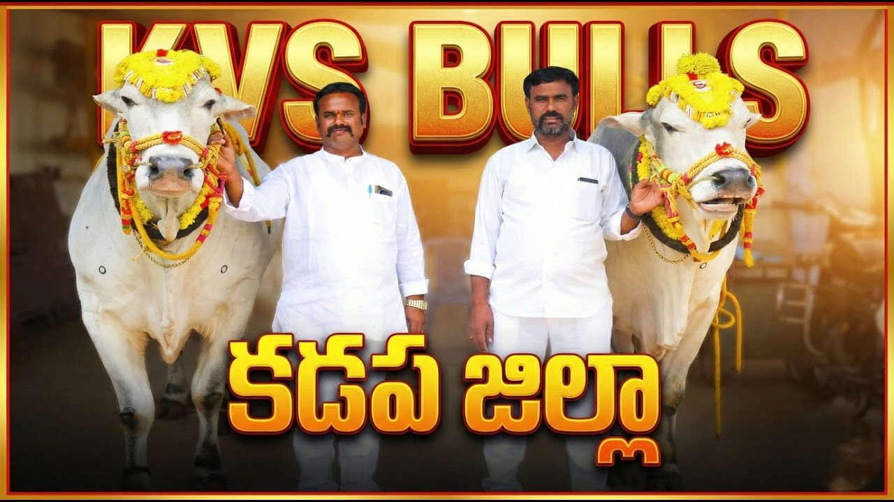 🚩8/3/26 పెద్ద పసుపుల సీనియర్స్ 6జత kvs bulls