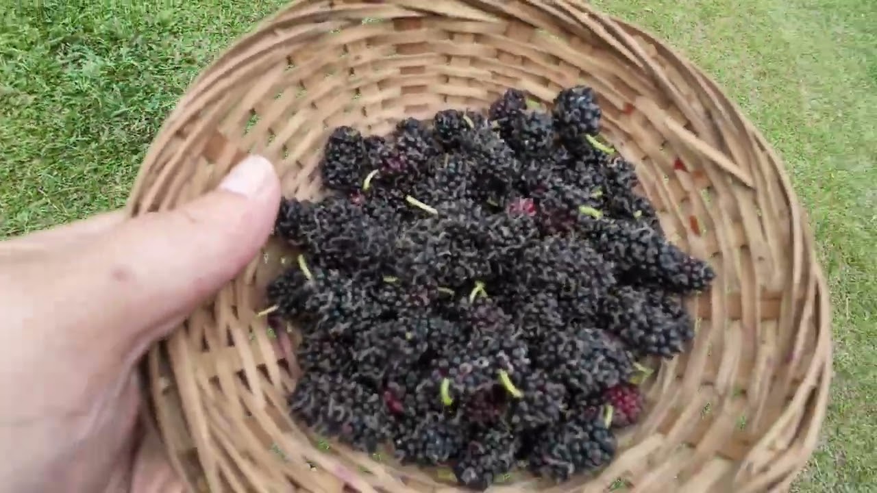 Laman Larkin - Pokok Mulberi