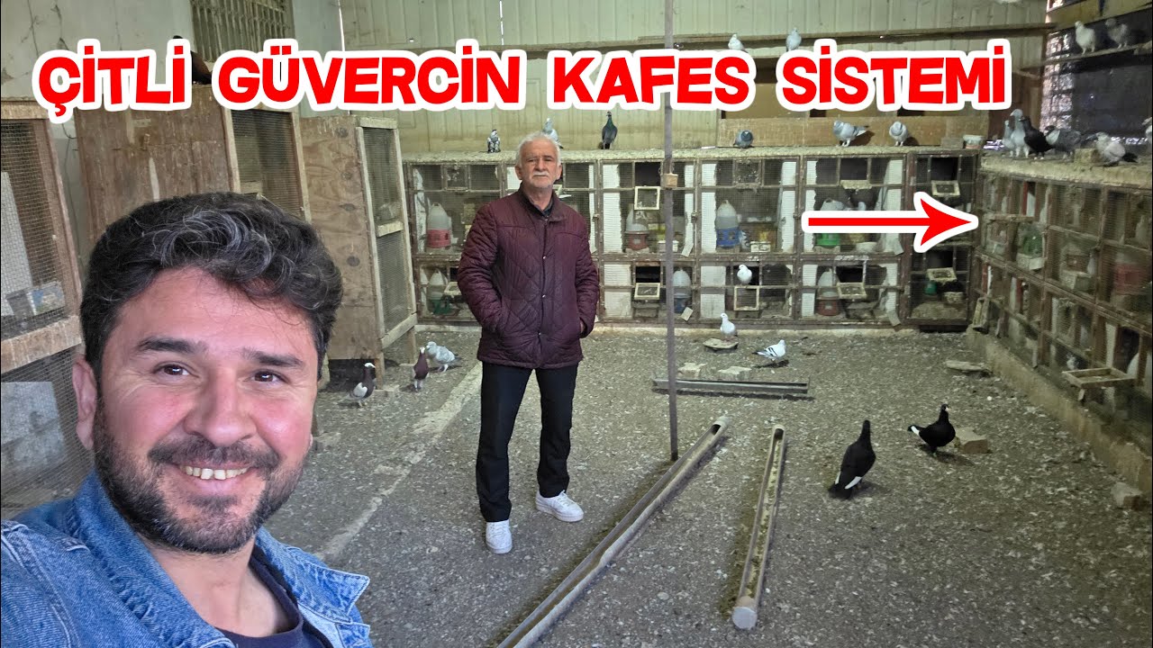 56 Yıldır Güvercin Besliyor Sağlıklı Güvercin Beslemenin Tüyoları Kınalı Salih Abimizden