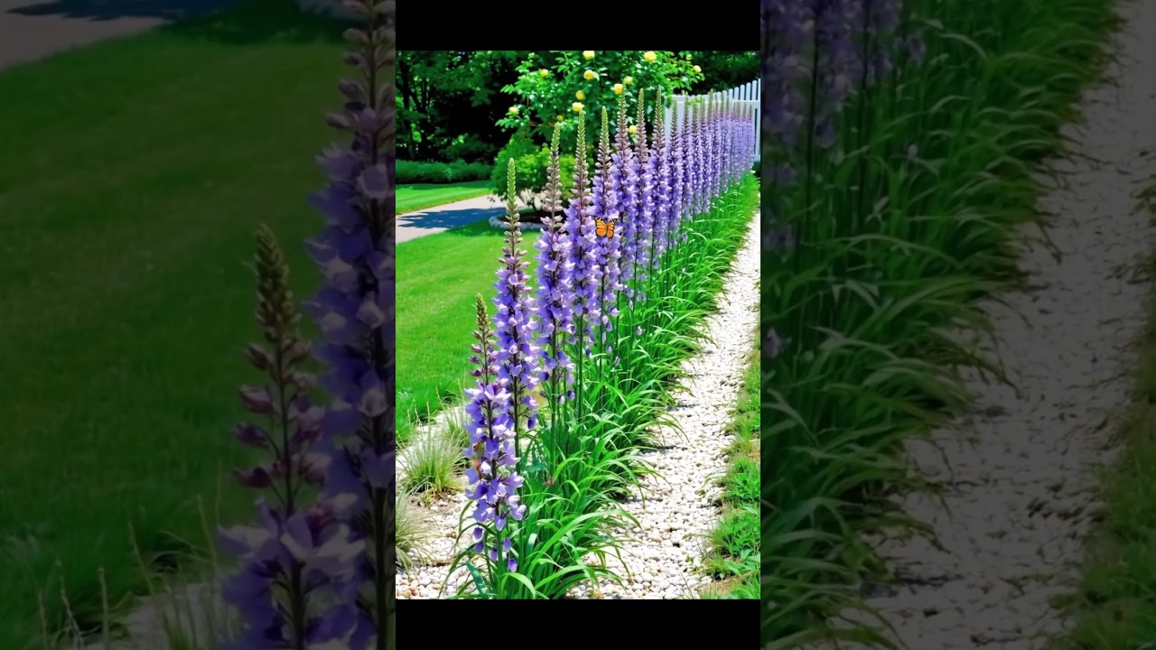 Purple flowers #flowers #flower #garden #gardening #plants #beautiful #nature  #spring #summer