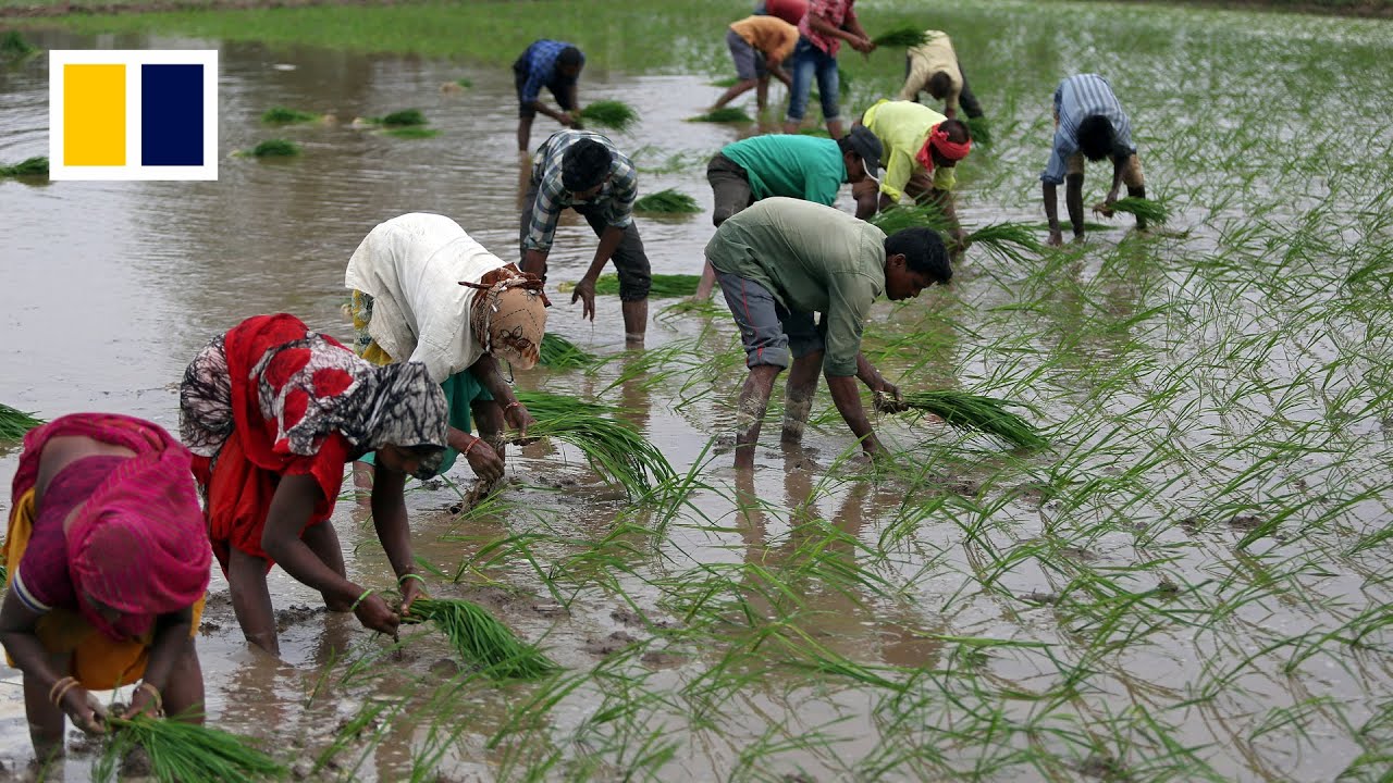 The looming global rice crisis