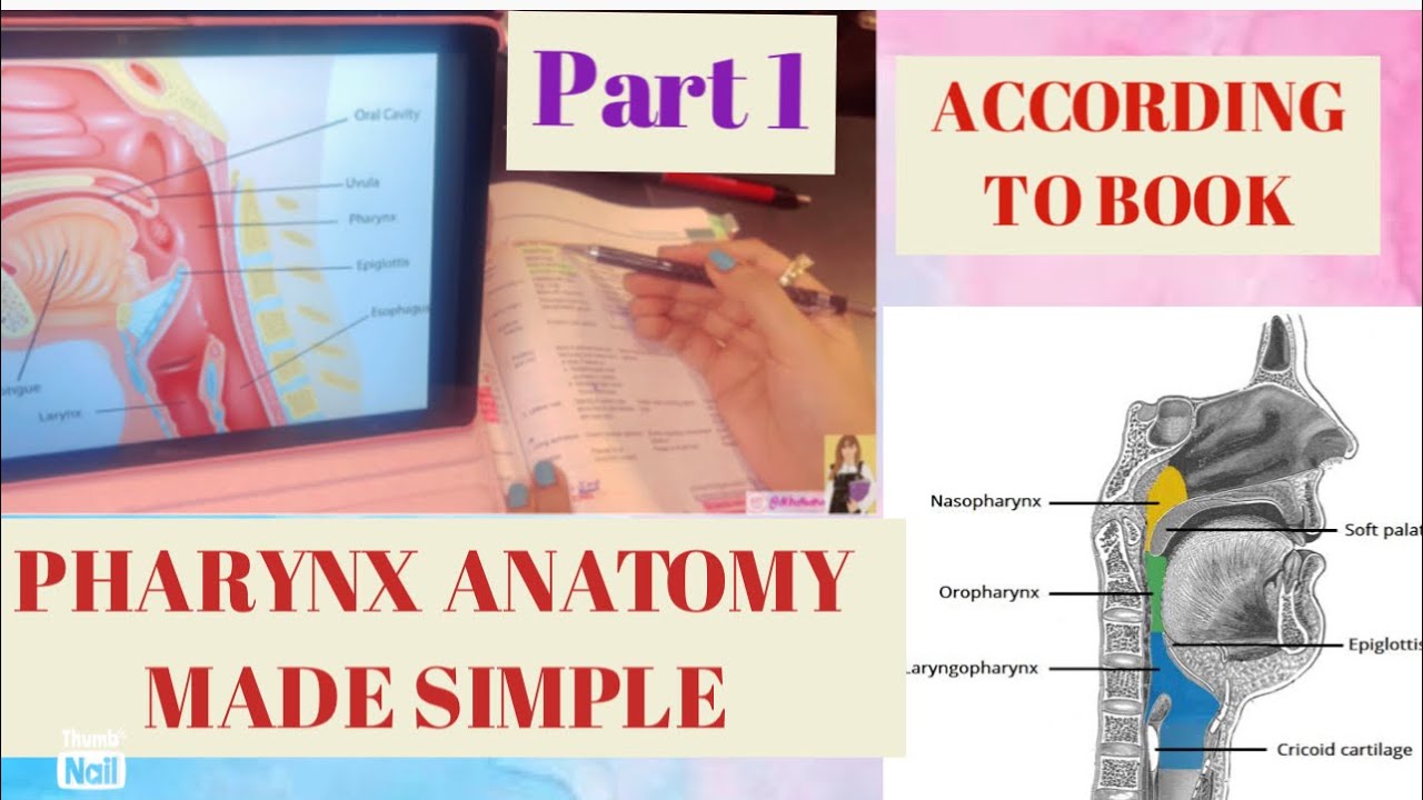 Pharynx anatomy | Intro | Individual Parts | Nerve & blood supply | PART 1 | With BD book