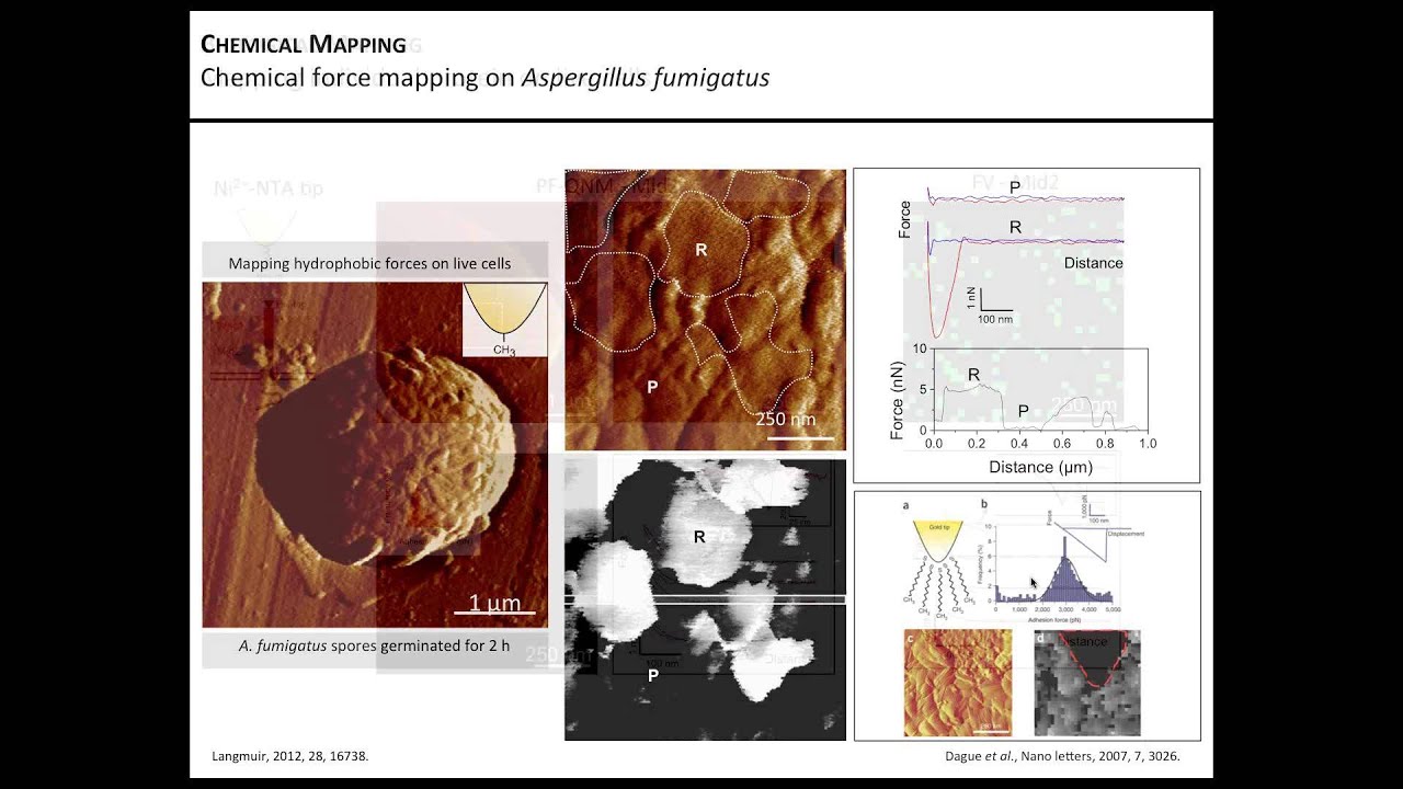 AFM | High resolution Imaging of Chemical and Biological Sites Using PeakForce QNM | Bruker