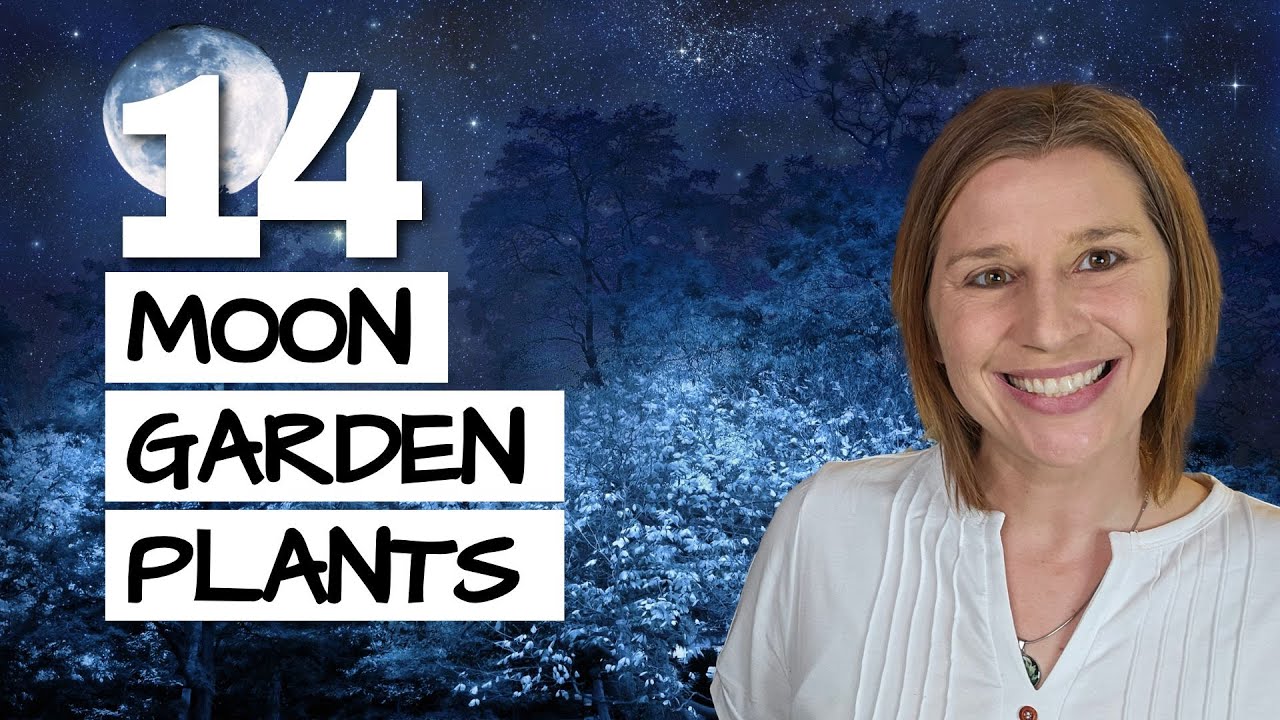14 White Plants for a Glowing Moon Garden