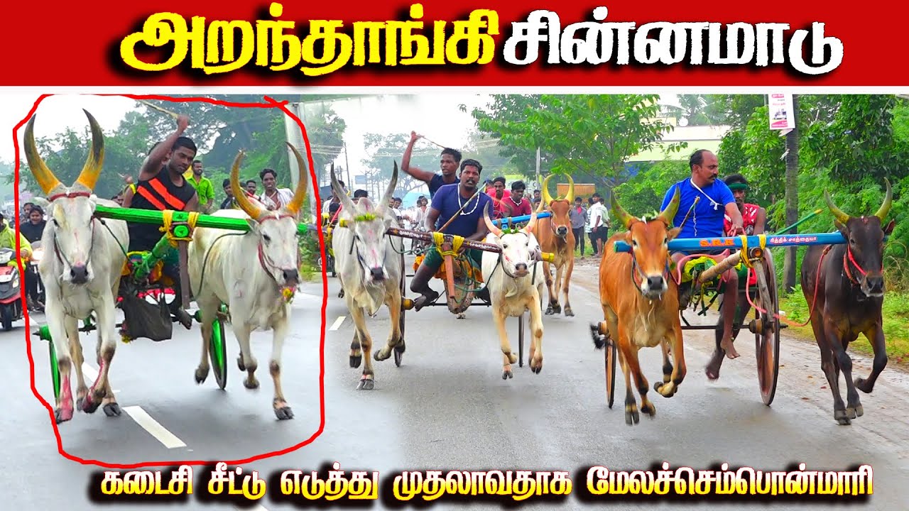 அறந்தாங்கி சின்னமாடு 2  13.01.2026 #sinnamaadu