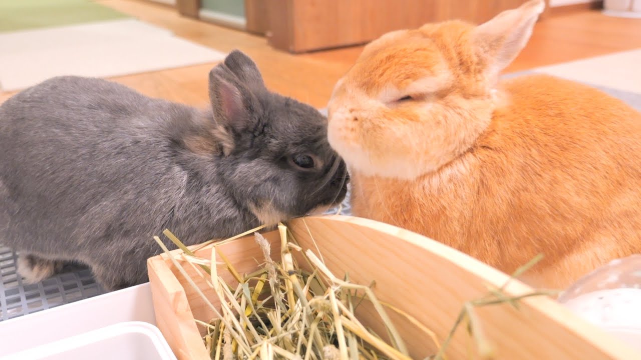 ミミにずっと会えず寂しい思いをしていたのに、いざ会うと絡みが濃すぎて思わず目を閉じてしまうムギ【No.1098】