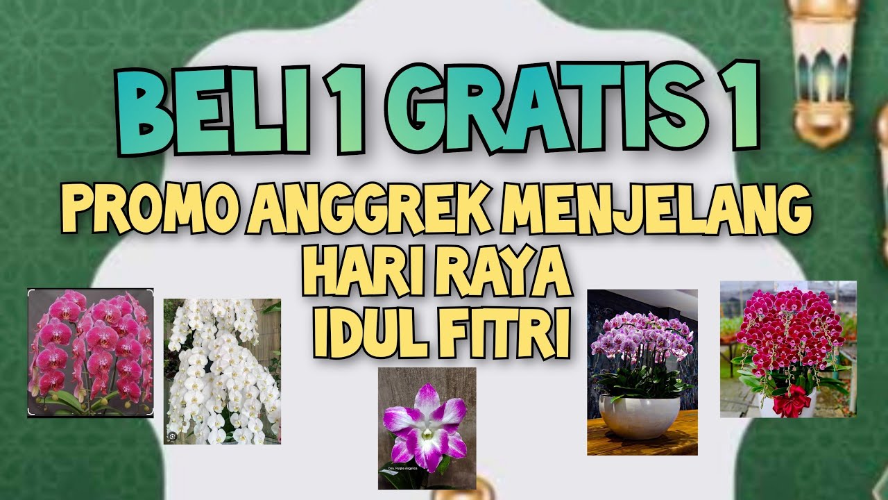OBRAL ANGGREK BELI 1 GRATIS 1. ADMIN 085655696848🌷🌷🤩🤩