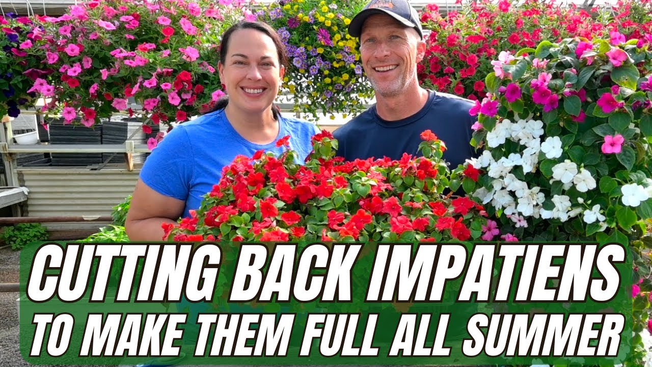 Cutting Back Impatiens to Make Them FULL All Summer
