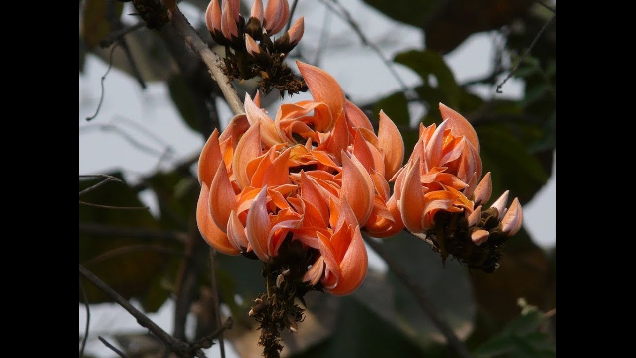 Amazing and Most Beautiful Palash Flowers | Butea monosperma