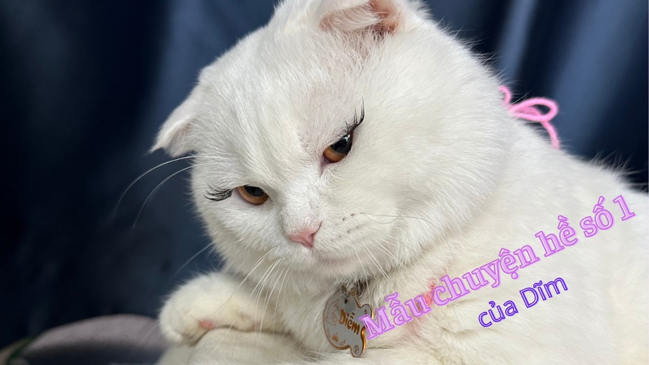 Mẫu chuyện hề số 1 của Dĩm #dimlaconmeo #asfa #asfapet