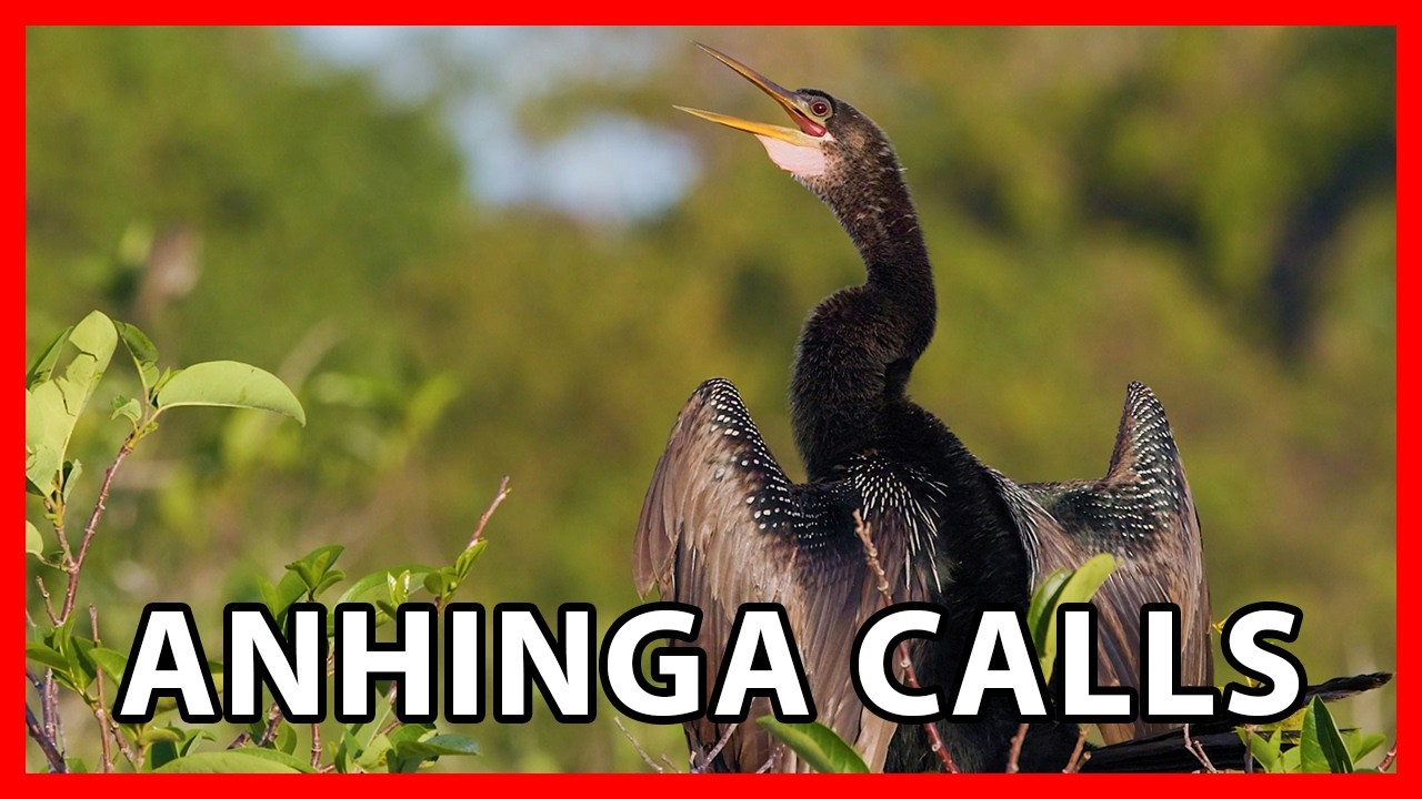 Anhinga Calls and Sounds