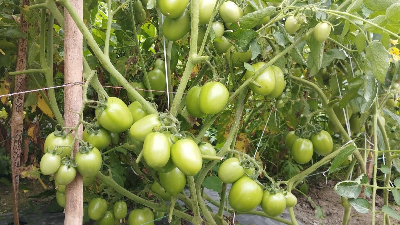 টমেটো খেতে পানি দেয়া শেস করলা্ #agro1 #minivlog #agriculture #farming #ma sha Allah agro#টমেটো ১২১৭