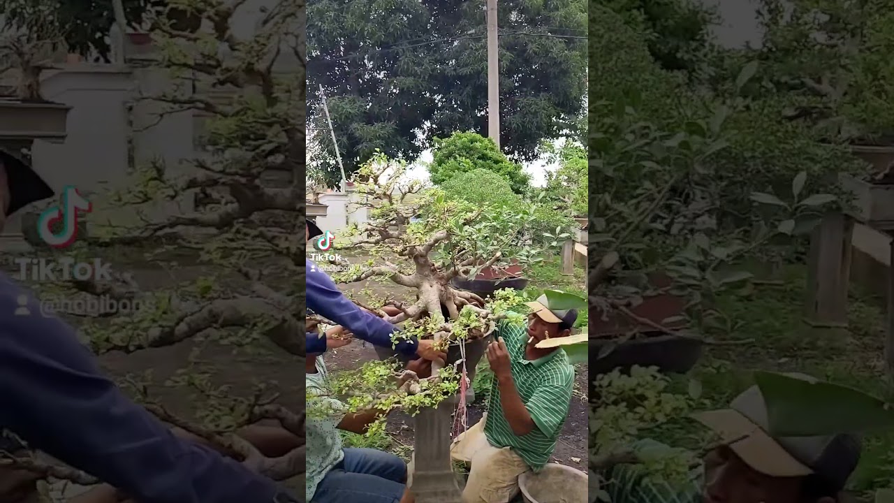 Pengangkatan bonsai kimeng siluman #bonsai #bonsaiindonesia #bonsaitree #bonsaimania