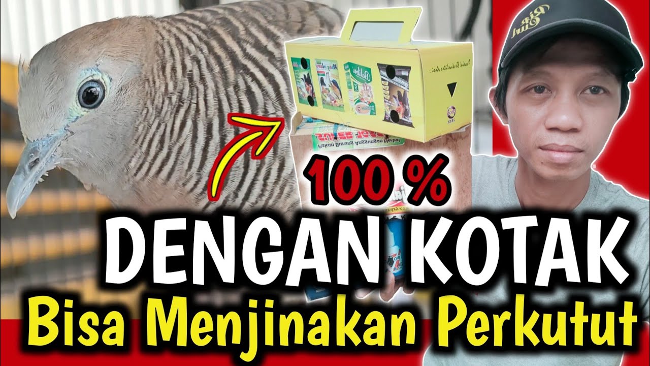 Cara Menjinakan Perkutut Lokal Ombyokan 100% AMPUH.