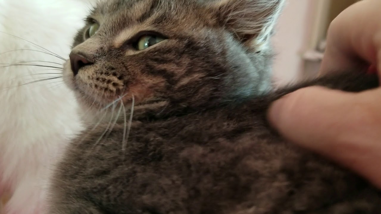 Morgan purring for the first time