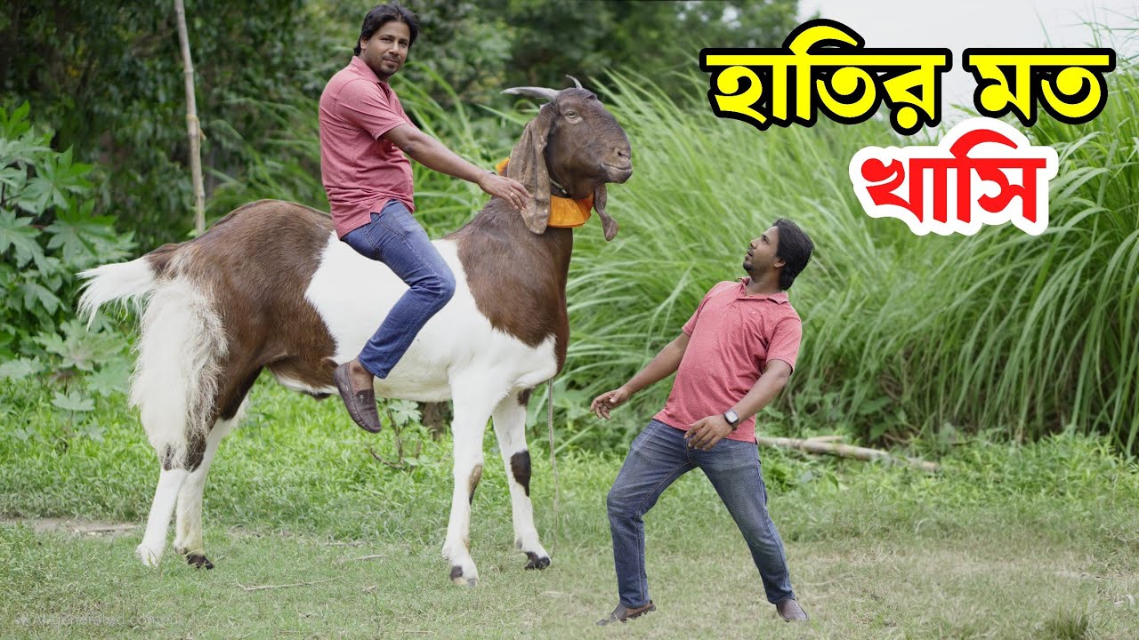 বড় বড় খাসির দাম জানুন। কোরবানী খাসি 2025