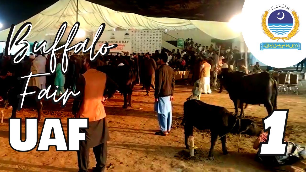 Enjoying Buffalo Fair at UAF | PART 1 | Student life at UAF | University of Agriculture Faisalabad