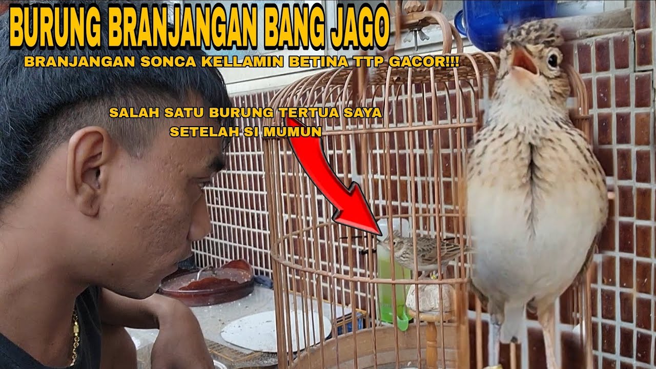 BRANJANGAN SONCA BETINA SAYA UMUR 3 TAHUN PERNAH BERTELUR TAPI TETAP GACOR