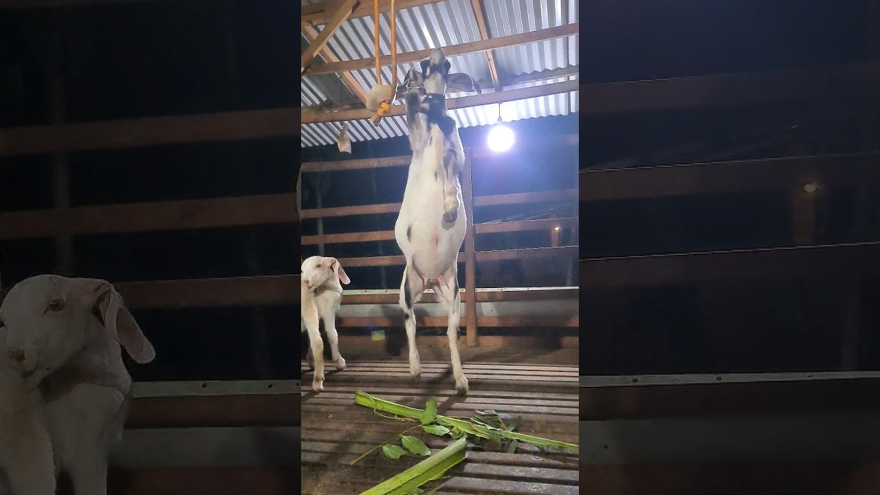 D&ecirc; con nhảy m&uacute;a