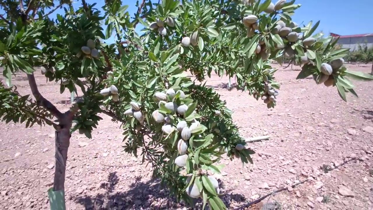 ALMENDROS VARIEDAD GUARA - Aportación de potasa Labin Super K (Labin)