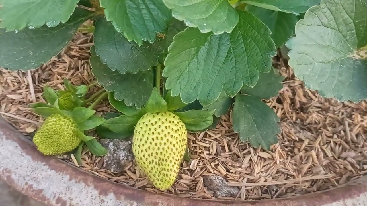 प्योर ऑर्गेनिक स्ट्रॉबेरी 💝🍓😋🍓🍀#viralvideo #nature #vlog #villagelife #farming 