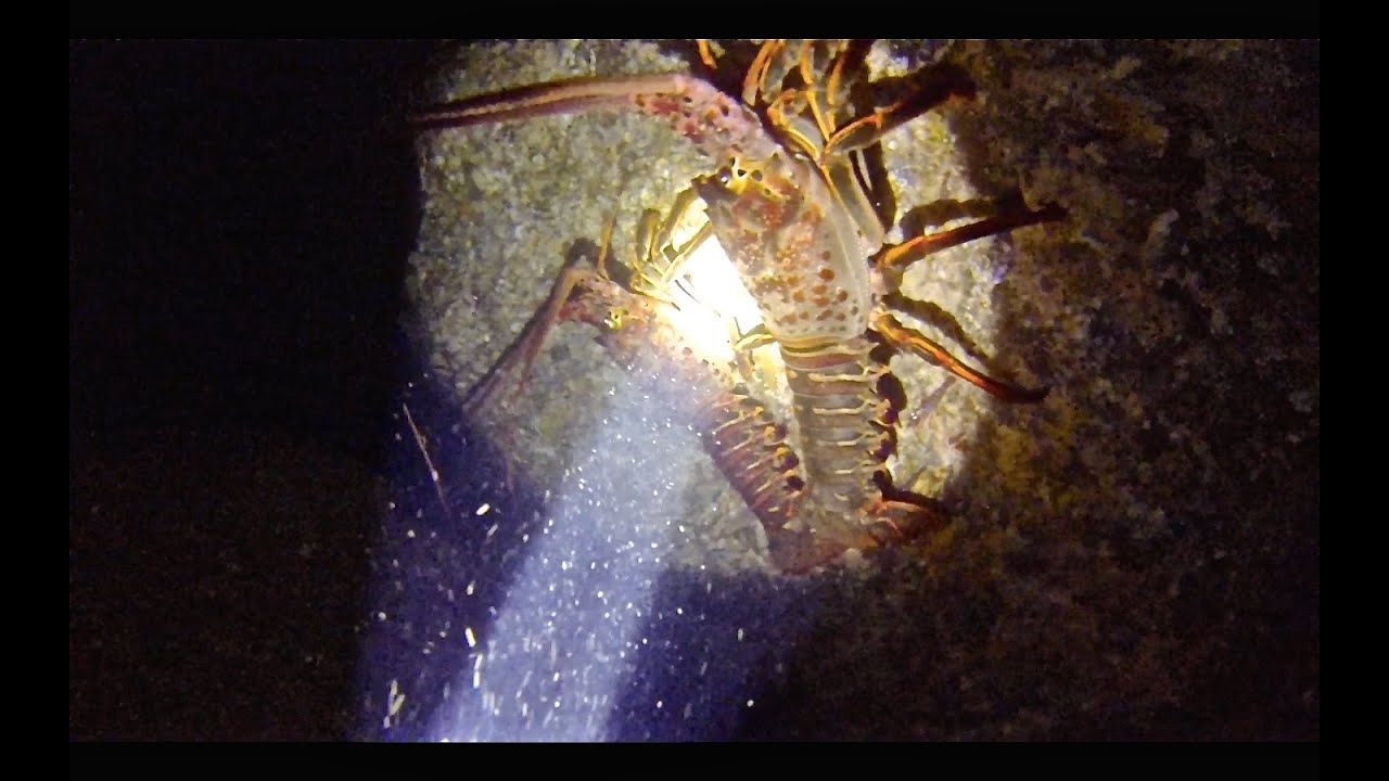 Insane California Lobster Diving!!!