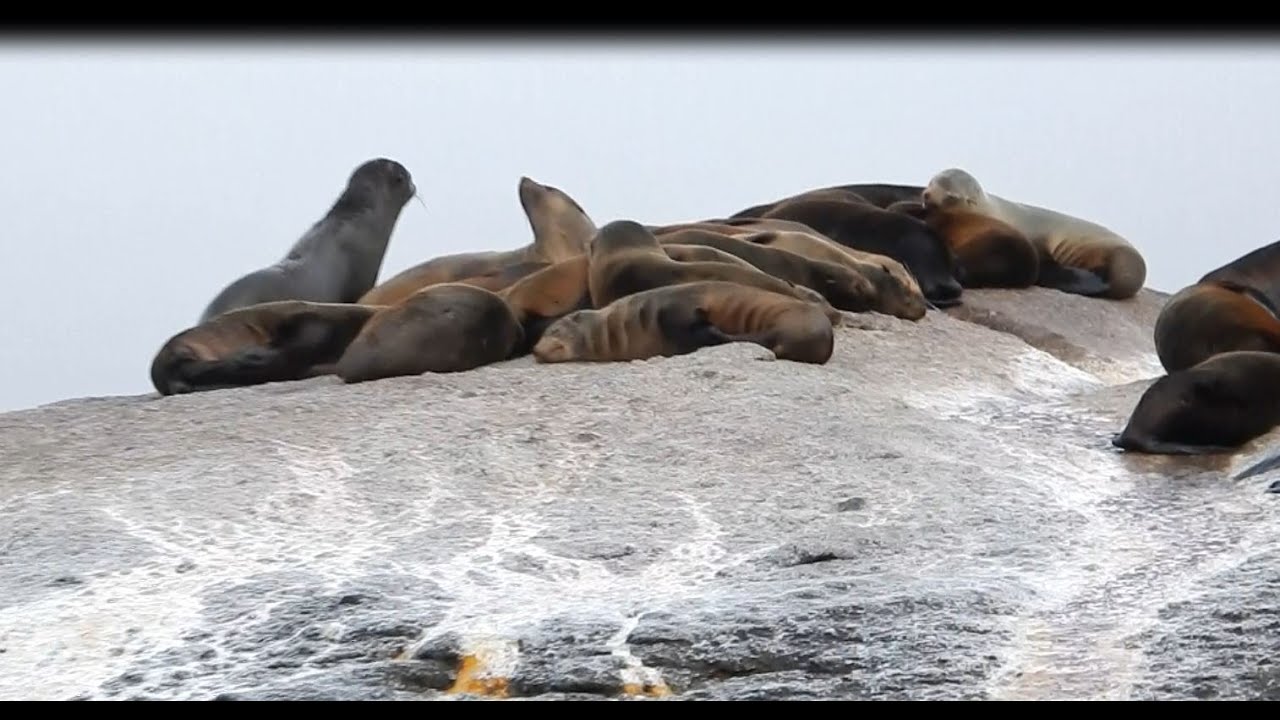 L'Ile aux phoques  -   Hout Bay  -  Le Cap  -   (Afrique du Sud)