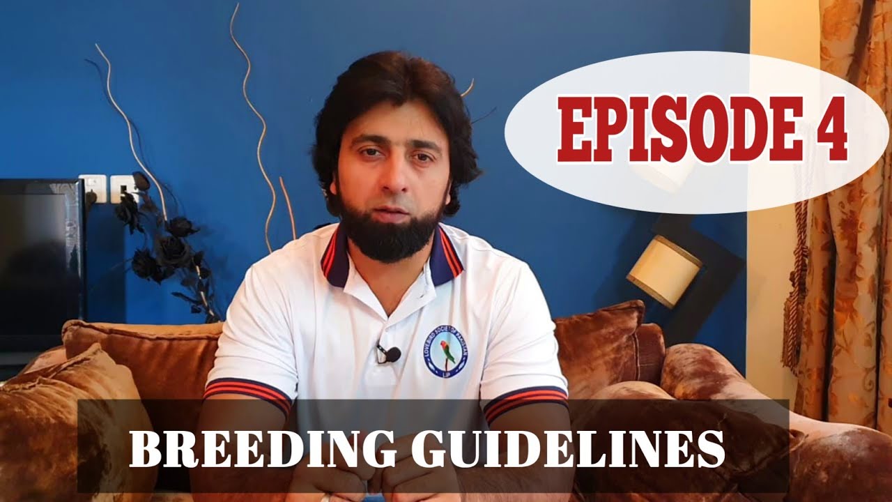 EPISODE 4. How to prepare birds nest|Record keeping|Breeding Tips #birds #parrot #dhillonaviary