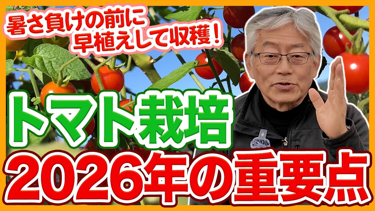 家庭菜園や農園のトマト栽培で2026年の重要ポイント！暑くなる前に収穫する早植えとトマトの育て方！【農家直伝】