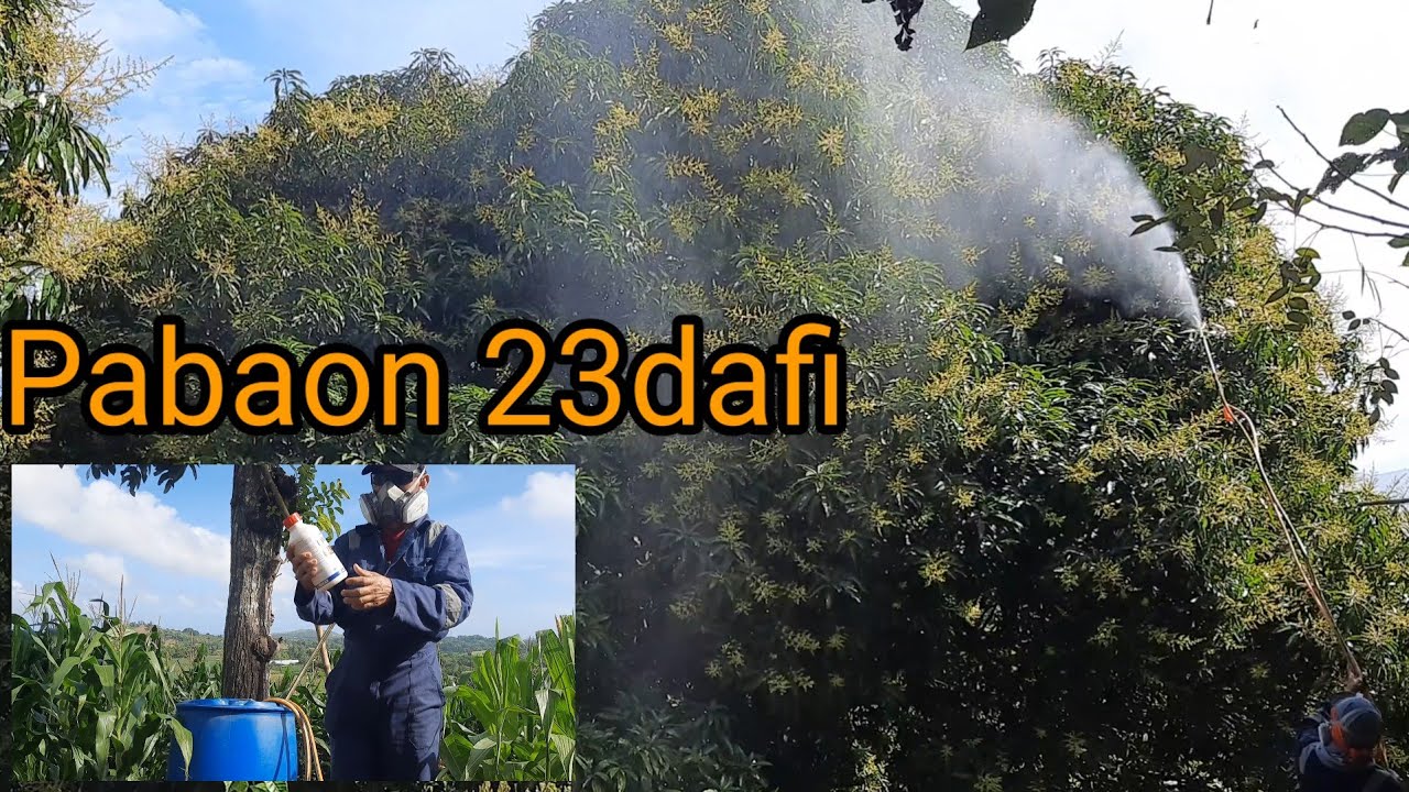 Insecticide,  fungicide,  foliar fertilizer used  in 23 days mango flower ( pabaon) or serada.