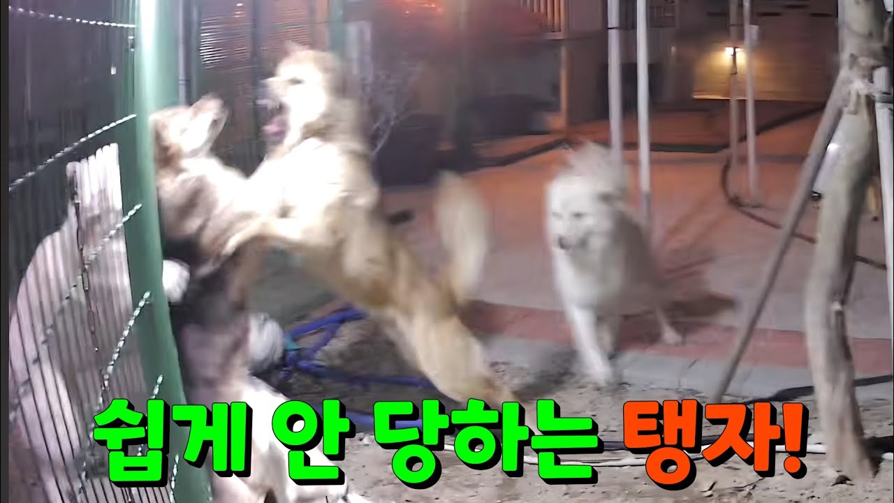 진돗개 암컷 탱자를 공격한 수컷 울프! 울프 편드는 암컷 렐라!