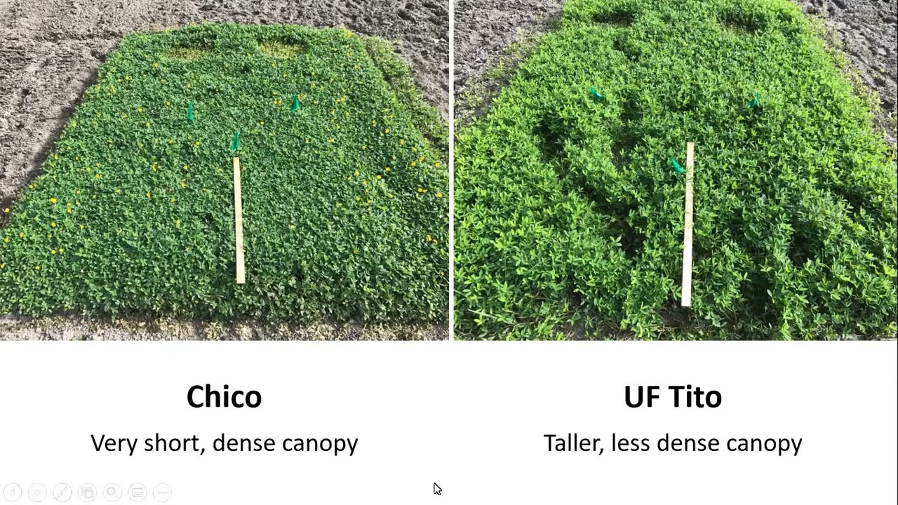 Rhizoma perennial peanut