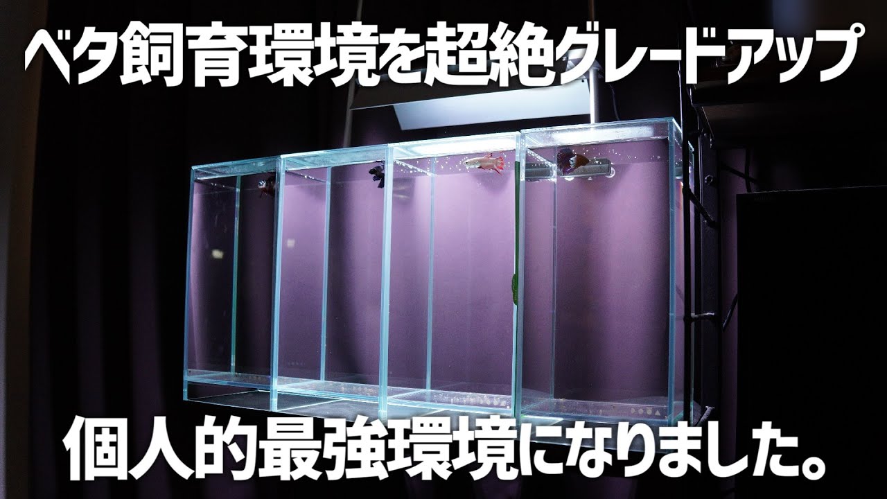 全てが一級品。ベタ水槽を贅沢にしすぎた結果大満足した。#538【アクアリウム】
