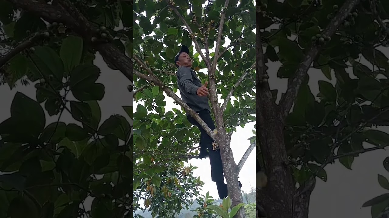 ini lah perjuangan hidup kos monyet #pengikut