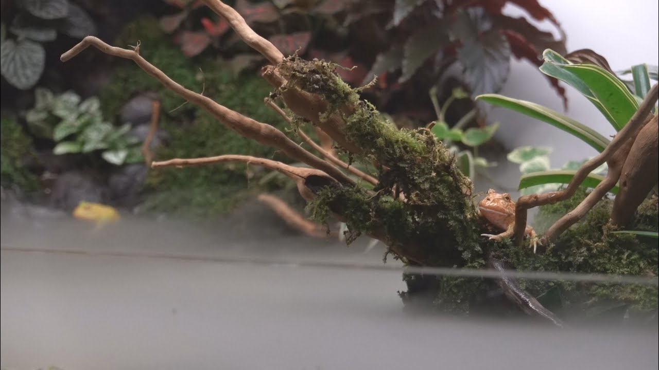 Make Pacman frog's 254 Gallon Paludarium