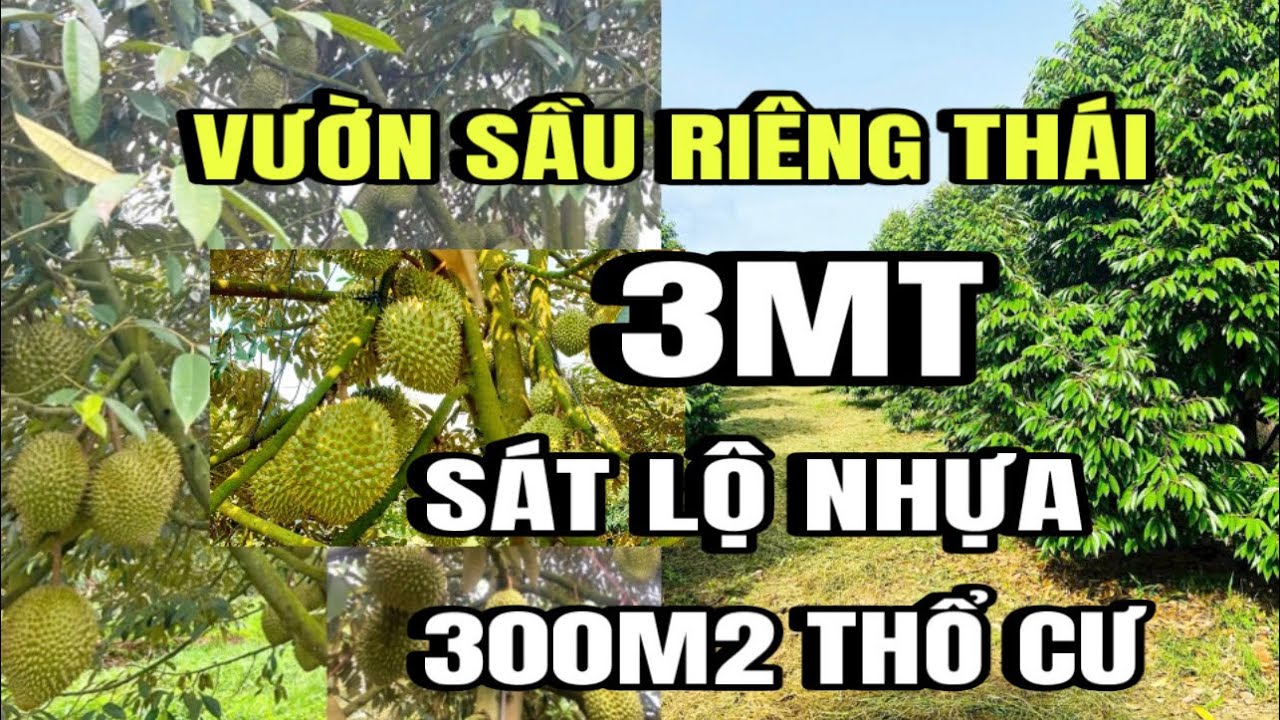Chú năm bán gấp vườn sầu riêng thái, 3MT, thổ cư 300M2, Sát lộ nhựa, Huyện cẩm mỹ cũ, Đồng Nai