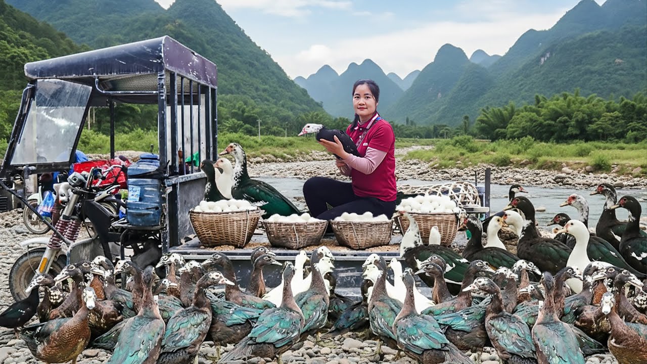 Harvest Lots Of Duck Eggs and Black Duck in the morning mist - Use Truck Transport to Market Sell