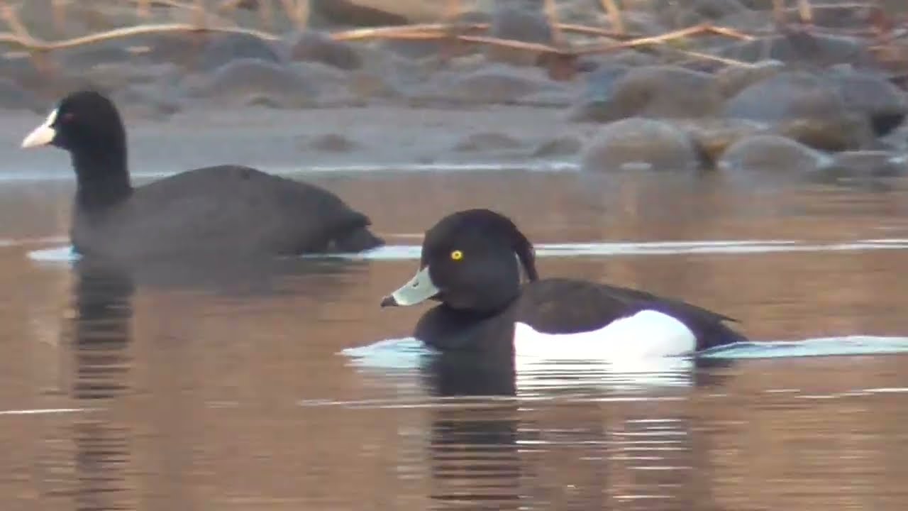 Y0168　Oita River　Common Goldeneye couple　Coot and male Tufted Duck